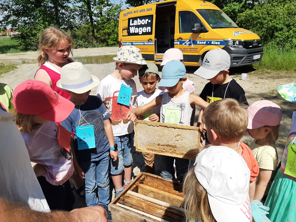 20240511_Bienenkasten-1000 Kiebitz - Vogel des Jahres 2024