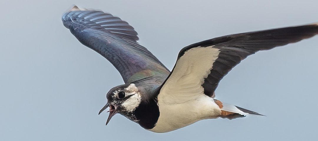 Der Vogel des Jahres 2024 ist der Kiebitz!